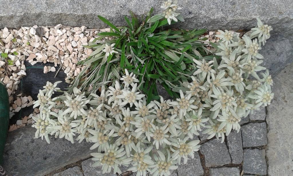 Hotel La Stella delle Alpi Vico Canavese Esterno foto