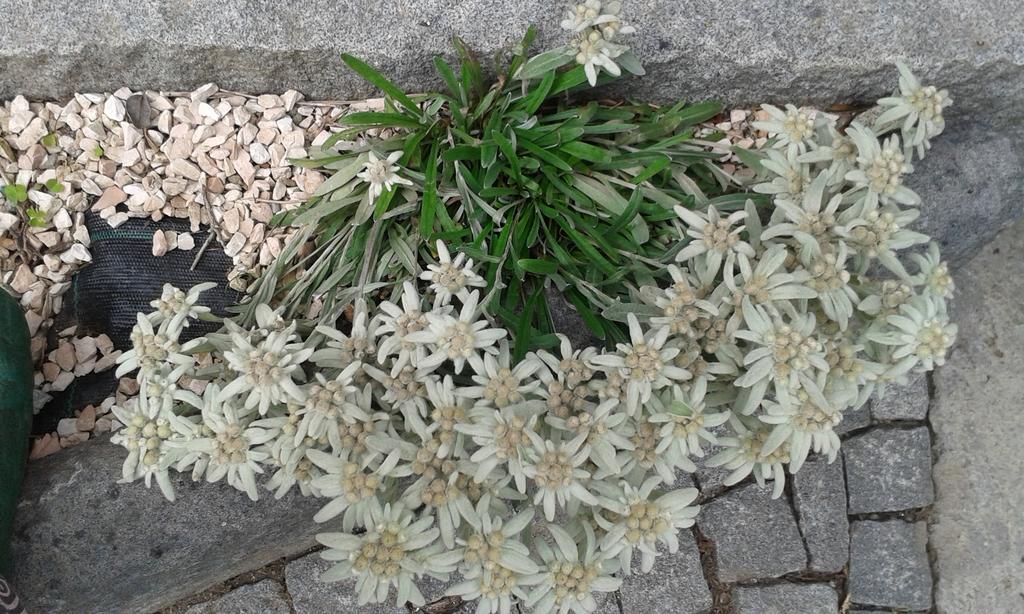 La Stella delle Alpi Hotel Vico Canavese Esterno foto